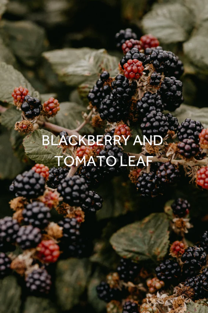 FieldDay Wander Folk Tin Candle - The Mercantile London